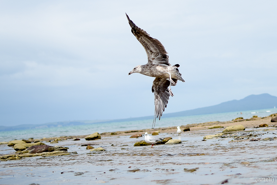 Seagull in mid-flight